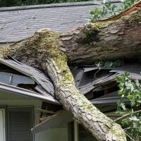 Storm felled oak tree falls on house ripping through its roof